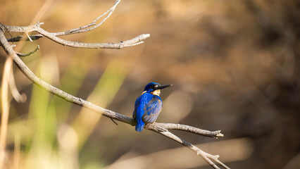 Azure Kingfisher 