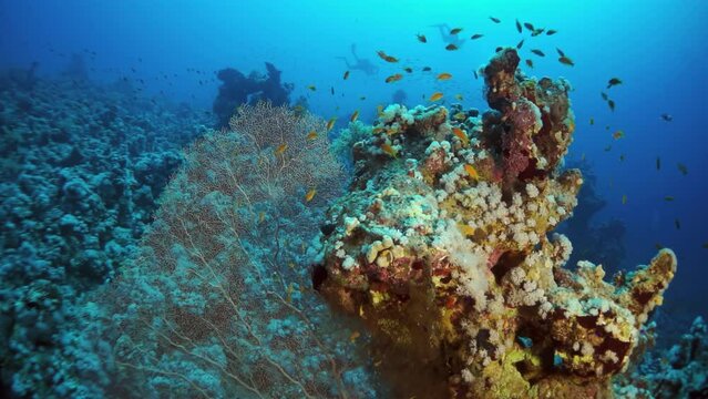 A school of fish gracefully navigates the underwater world of a coral reef, surrounded by electric blue waters and vibrant marine organisms like stony corals and invertebrates