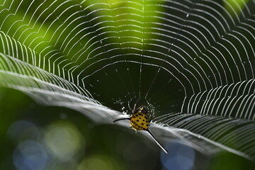 spider on web