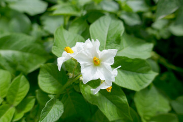 Fototapeta premium White flowers of blooming potato plants in the garden. Selective focus..