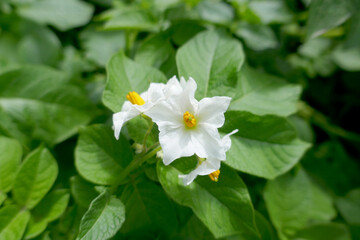 White flowers of blooming potato plants in the garden. Selective focus..