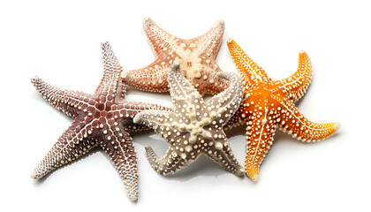 Beautiful sea stars (starfishes) isolated on white, top view
