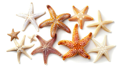 Beautiful sea stars (starfishes) isolated on white, top view