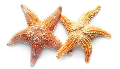 Beautiful sea stars (starfishes) isolated on white, top view