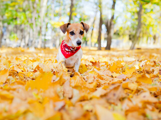 Dog Jack Russell terrier wearing red accessory scarf sitting in autumn park looking at camera....