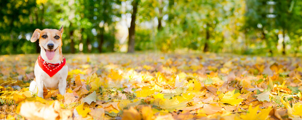 Smiling happy dog Jack Russell terrier in autumn perk. Warm fall golden sunlight. Long horizontal...