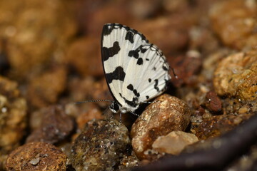 Caleta decidia, the angled Pierrot, is a species of blue butterfly found in south Asia and southeast Asia. Angled Pierrot