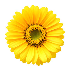 Fototapeta premium yellow flower isolated on transparent background, extracted, png file