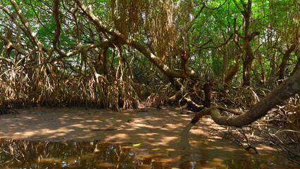 Beautiful tropical trees in swampy river. Action. Sun's rays make their way through branching jungle of tropical river. Tropical swampy area with jungle and branching roots