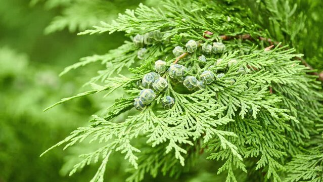 Chamaecyparis lawsoniana, known as Port Orford cedar or Lawson cypress, is conifer in genus Chamaecyparis, family Cupressaceae. It is native to Oregon and northwestern California.