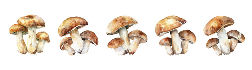Watercolor set of porcini mushrooms, png. White forest watercolor mushrooms. Vector illustration