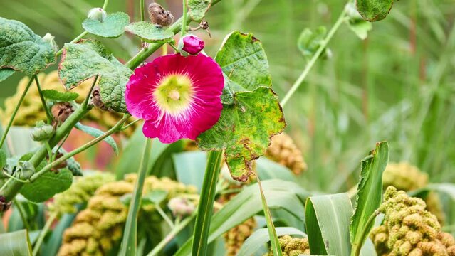 Alcea setosa, bristly hollyhock, is ornamental plant in family Malvaceae. Bristly hollyhock is native to Levant: ranging from Crete, Turkey, Lebanon and Syria to botanical region of Palestine.