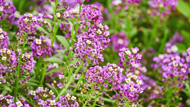 Lobularia maritima (Alyssum maritimum) is low-growing flowering plant in family Brassicaceae. It is sweet alyssum or sweet alison, also commonly referred to as just alyssum