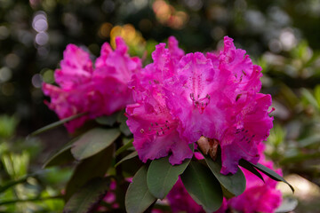 pink rhododendron flowers on a branch close-up