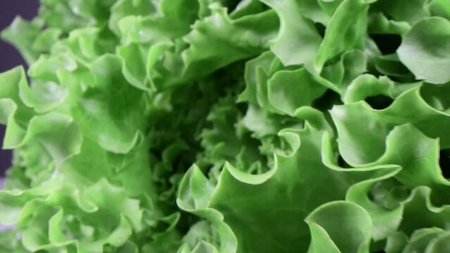 Close up of fresh green letuce. The inside of green salad lettuce for healthy life style