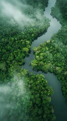 A dense network of waterways weaves through a lush jungle canopy, as seen from above, shrouded in a gentle mist that adds mystery to the verdant landscape.