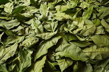 Obraz premium Loose tobacco leaves spread out