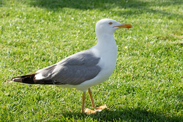An adult Caspian Gull (Larus cachinnans) in a city park in Buyukada in Istanbul