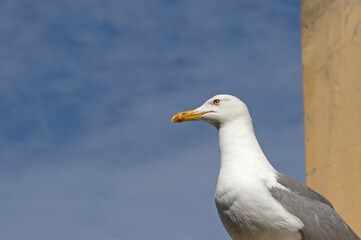 An adult Caspian Gull (Larus cachinnans) on the roof of a building in Buyukada in Ista