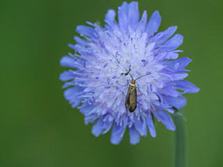 Langhornmotte (Adelidae) an der Blüte einer Acker-Witwenblume