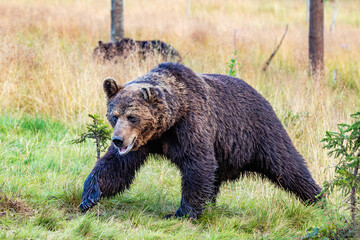 Fototapeta premium brown bear in the forest