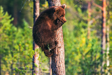 bear cub in the forest