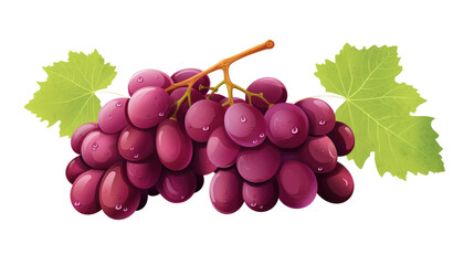 Fototapeta premium Isolated bunch of fresh, juicy red grapes on vine