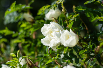Fototapeta premium A bush characterized by white flowers and green leaves in the Rose family