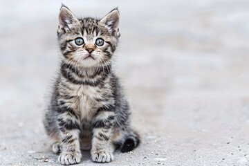 Obraz premium A Kitten's Curious Expression