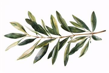 Obraz premium Stylized Olive Branch with Leaves
