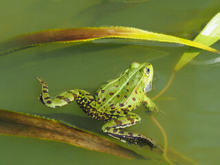 Gr&uuml;ner m&auml;nnlicher Frosch im T&uuml;mpel