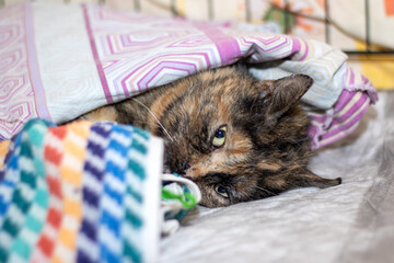A felidae with a leg bandage resting under a cozy textile blanket