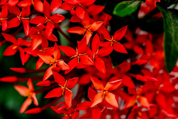 Vibrant red flowers with pointed petals, surrounded by lush green leaves.