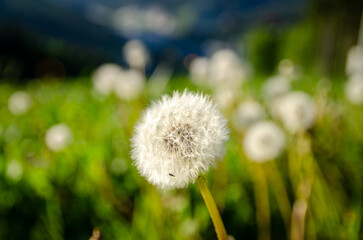 A stunning close-up of a white dry dandelion flower with an insect on it against a green background, with other blurry dandelions in the distance.