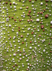 The spiny trunk of the South American deciduous Ceiba Speciosa, or Floss Silk Tree, discourages climbing animals. 