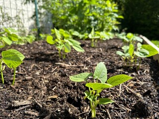 Plants de haricots nain dans un potager
