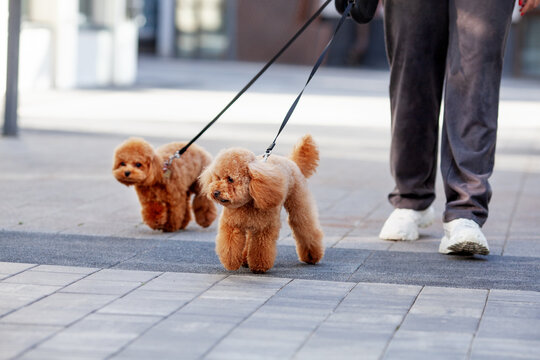 Unrecognizable Person walking two small brown poodles dogs on leashes in urban setting. Poodles trotting along sidewalk, showcasing their fluffy coats, joy of dog walking and urban pet care