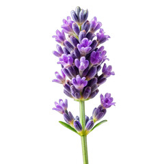 Obraz premium lavender flower isolated on transparent background