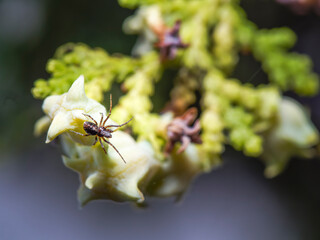 ant on a flower. spider ready to attack