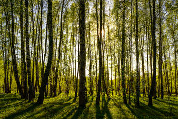 Sunset or sunrise in a spring birch forest with bright young foliage glowing in the rays of the sun...