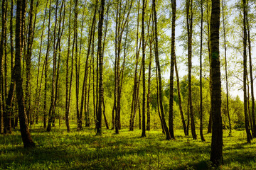 Sunset or sunrise in a spring birch forest with bright young foliage glowing in the rays of the sun and shadows.