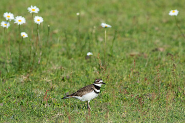 Killdeer