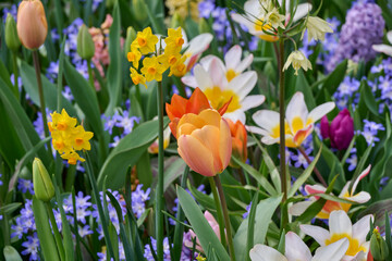 mix field of tulips, daffodils, hyacinth and chionodoxa