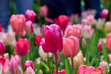Fototapeta premium mixed tulips, purple and pink tones after a rain shower