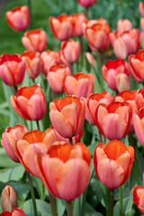red tulip Apricot Impression in the morning sun with raindrops