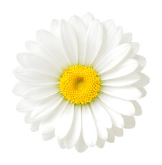 white flower isolated on transparent background, extracted, png file