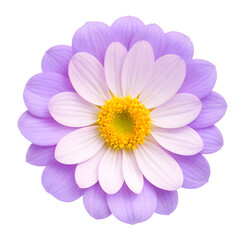 Fototapeta premium purple flower isolated on transparent background, extracted, png file