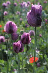 a spring field of Papaver somniferum, commonly known as the opium poppy or breadseed poppy
