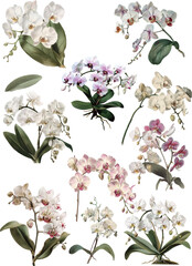 Illustration style phalaenopsis orchid