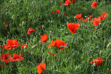 Papaver rhoeas, with common names including common poppy, corn poppy, corn rose, field poppy, Flanders poppy, and red poppy